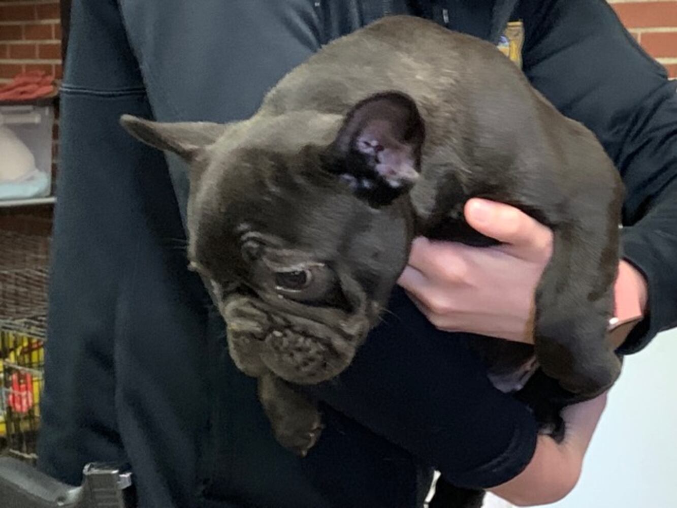 PHOTOS: French Bulldogs rescued from Sidney home