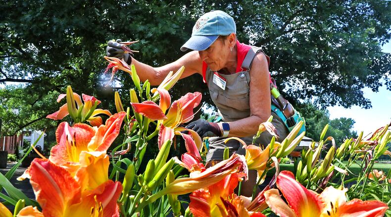 Kathy McConkey, a Master Gardener Volunteer, pulls the dead blooms off the lilies blooming in a river of color at the Snyder Park Gardens and Arboretum in this file photo. BILL LACKEY/STAFF