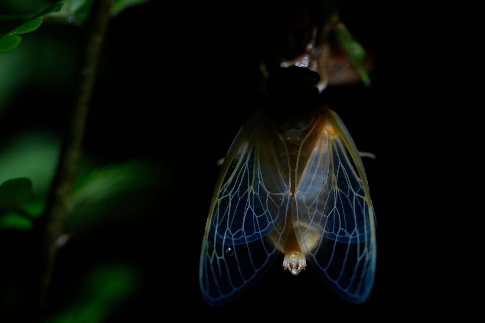 The veins of an adult periodical cicada's translucent wings are illuminated shortly after shedding its nymphal skin, Friday, May 16, 2025, in Cincinnati. (AP Photo/Carolyn Kaster)