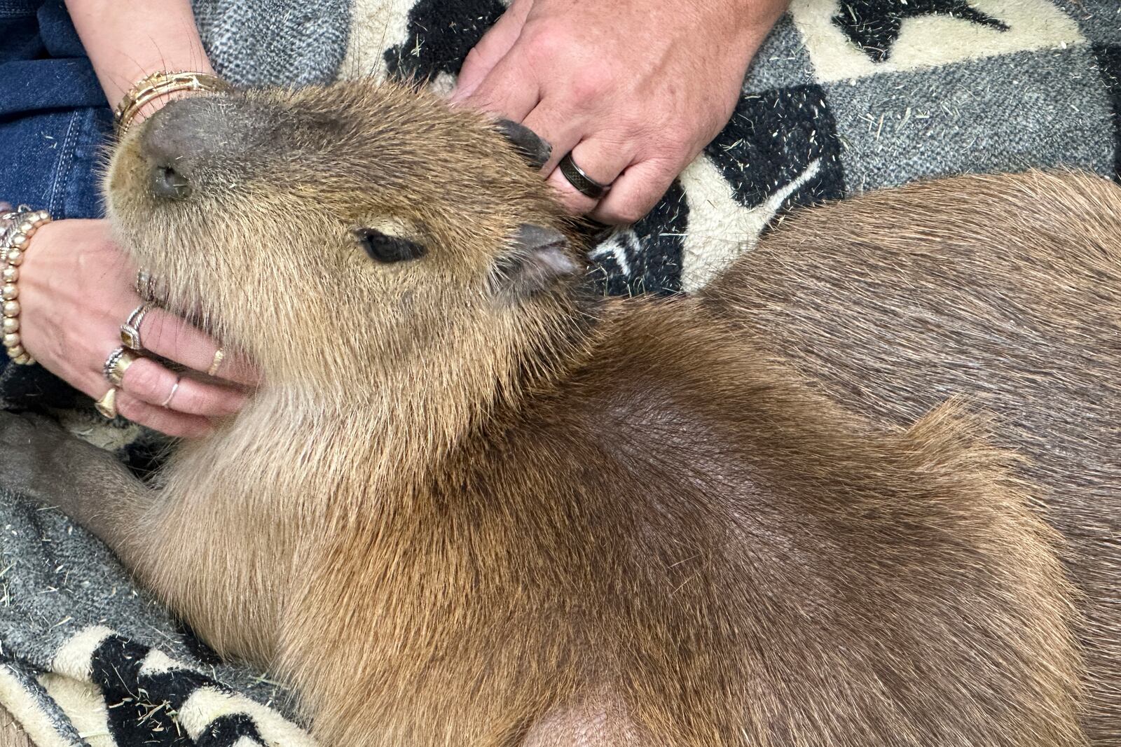 A capybara gets scratches from visitors at the Capybara Cafe in St. Augustine, Fla., March 14, 2025. (AP Photo/Mike Schneider)