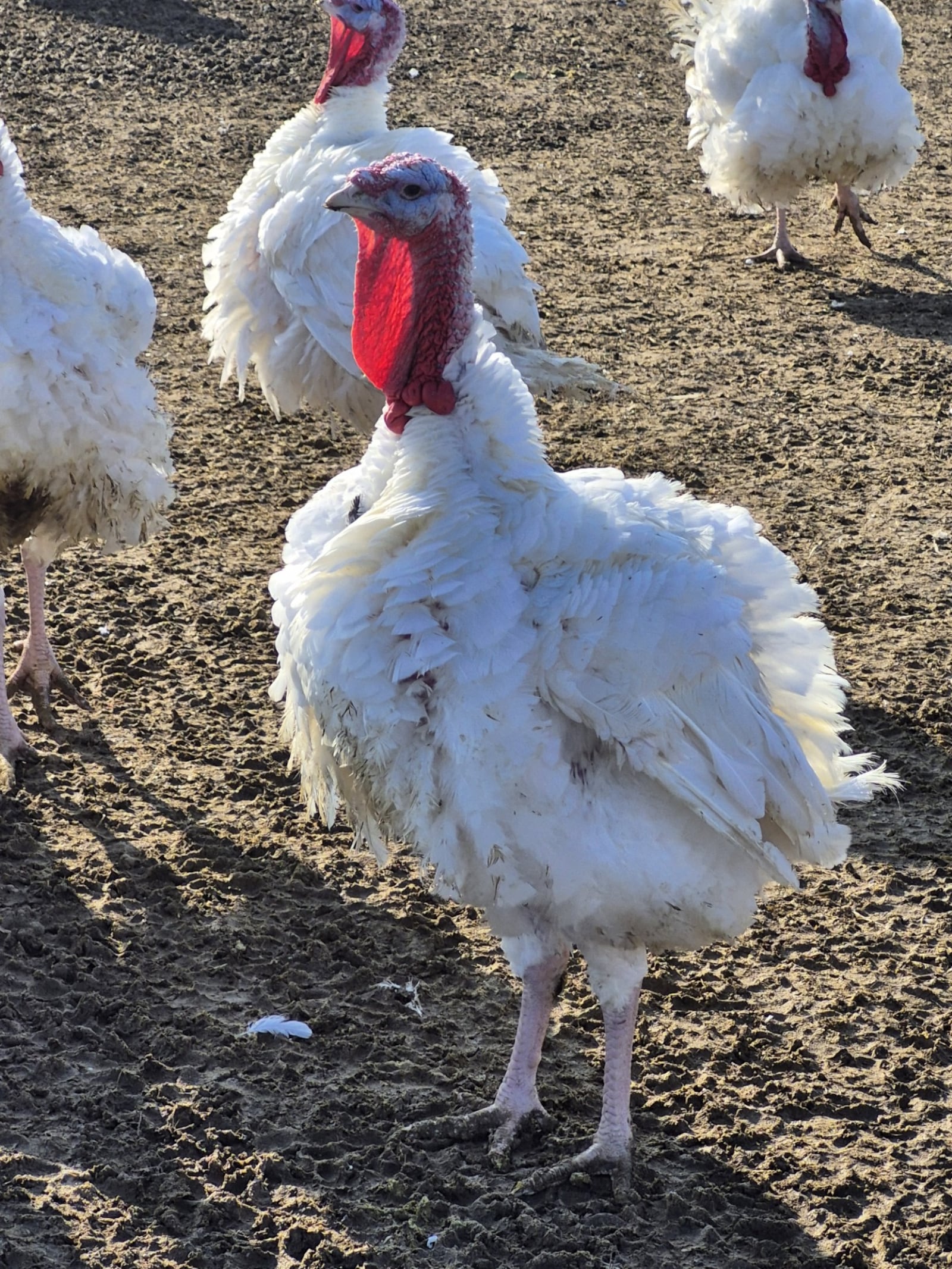 Ohio is the nation's 8th largest turkey producer by weight and 9th largest by number of turkeys raised. MICHAEL KURTZ / STAFF