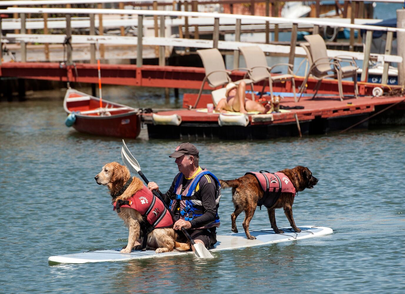 News hounds (8/20/15)