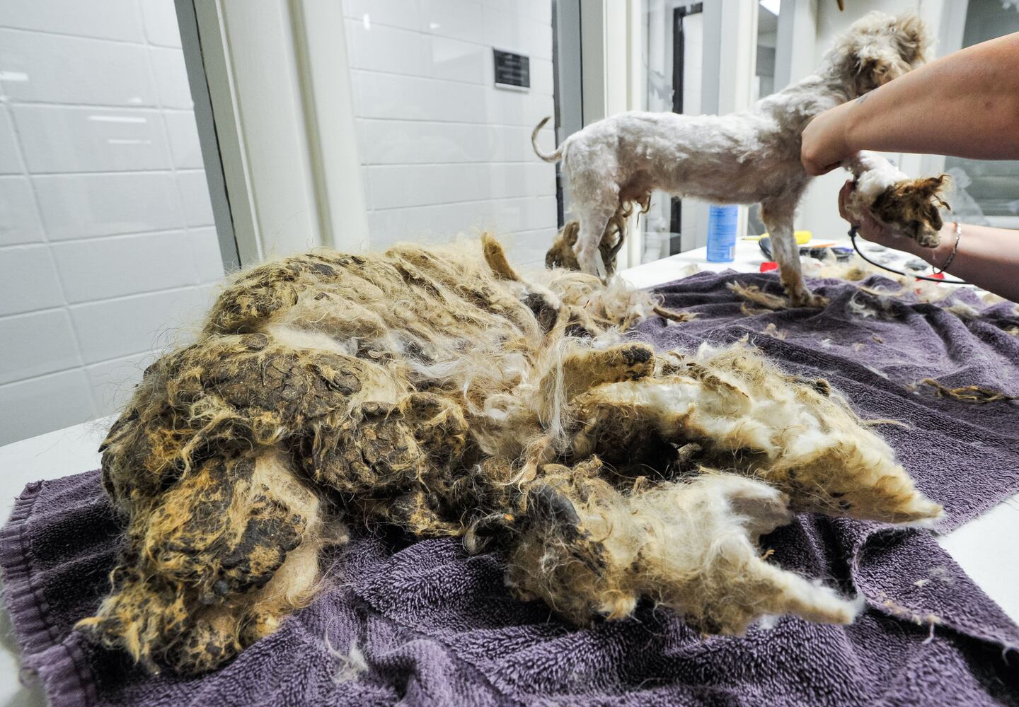Humane Society of Warren County caring for 111 rescued poodles