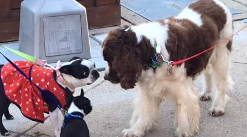 During Dog Day Downtown from 5 to 9 p.m. Friday, Oct. 12, dogs can collect treats from downtown Middletown businesses. CONTRIBUTED