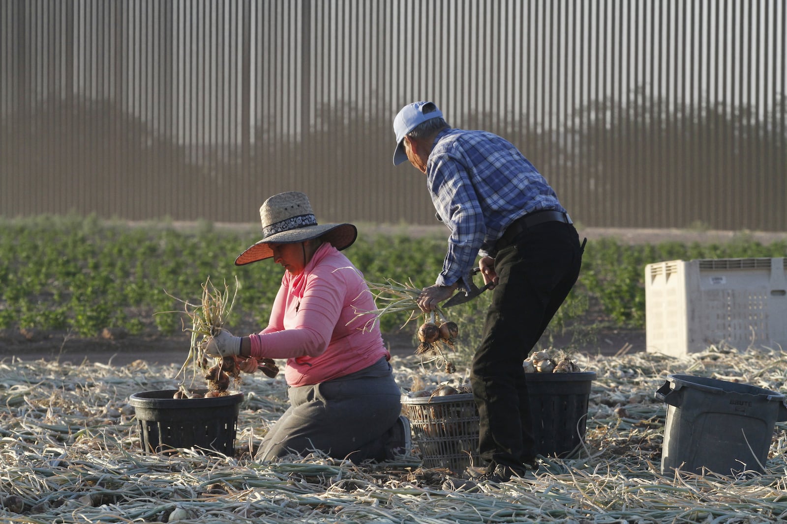 Seasonal laborers harvest onions on a privately owned ranch along the southern U.S. border in an unincorporated area 15 miles west of Columbus, N.M., on June 12, 2025. (AP Photo/Morgan Lee)