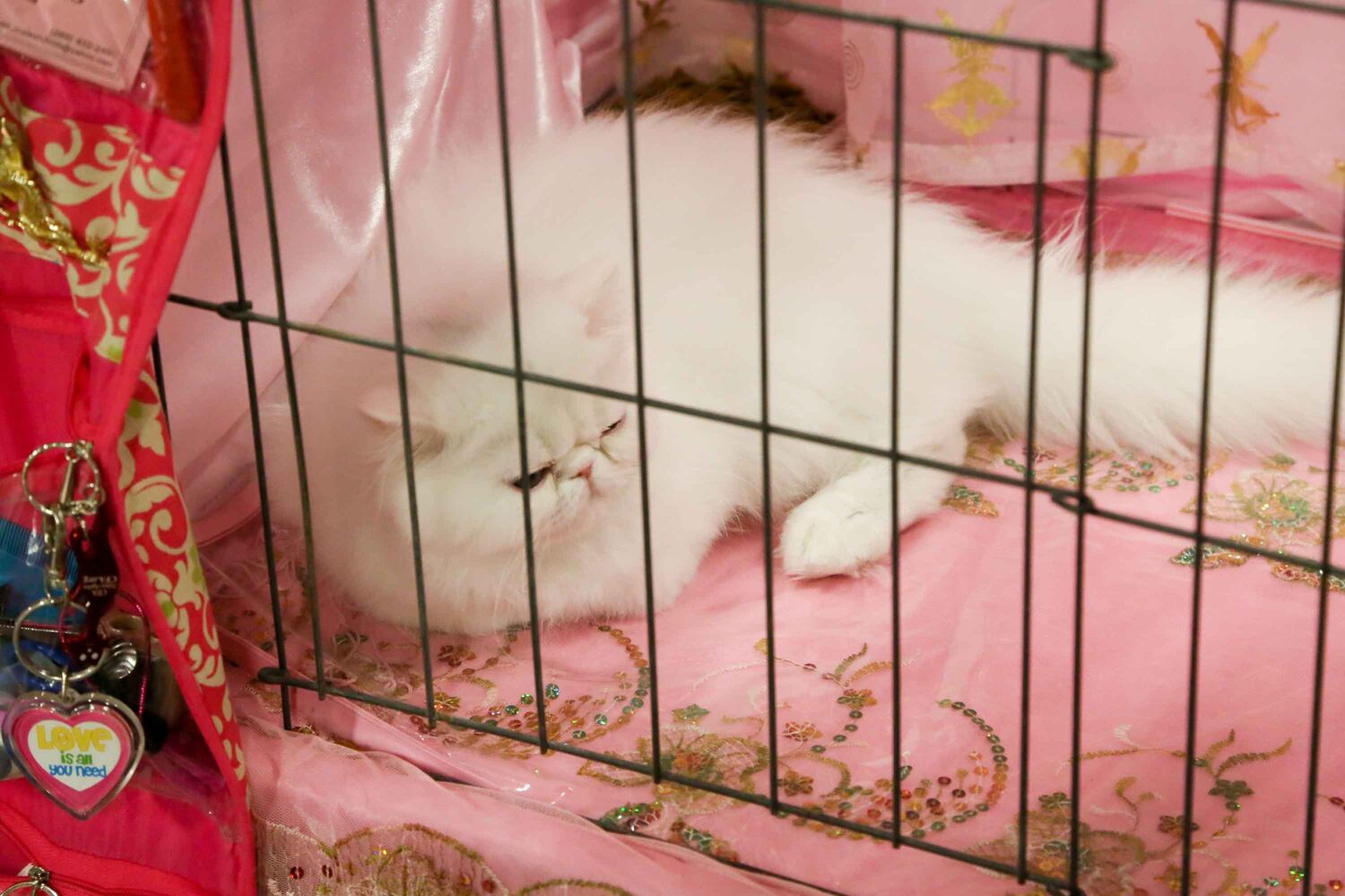 Cat Show at Butler County Fairgrounds