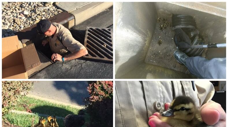 Dog Warden Supervisor Kurt Merbs and Deputy Dog Warden Jen Schwaller rescued ducklings from a sewer drain near Chick-Fil-A at Bridgewater Falls on Monday morning. CONTRIBUTED