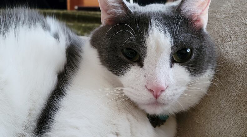 Pip's whiskers. KARIN SPICER / CONTRIBUTOR