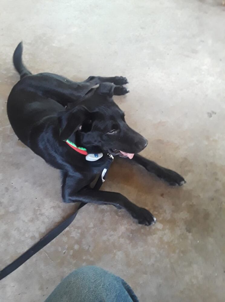 PHOTOS Readers respond to National Black Dog day post with pictures of their pets.
