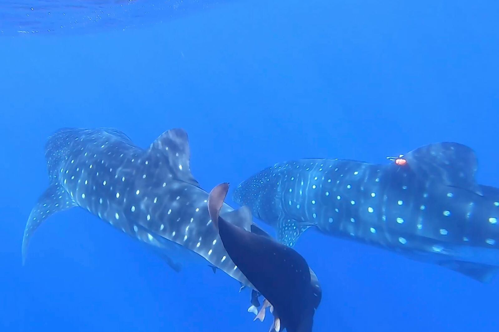 In this image from video, whale sharks swim near each other off the coast of St. Helena in the South Atlantic Ocean on Feb. 25, 2025. (AP Photo/Maria Cheng)