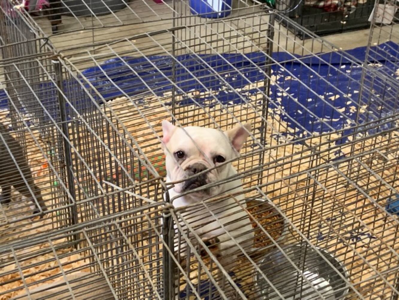 PHOTOS: French Bulldogs rescued from Sidney home