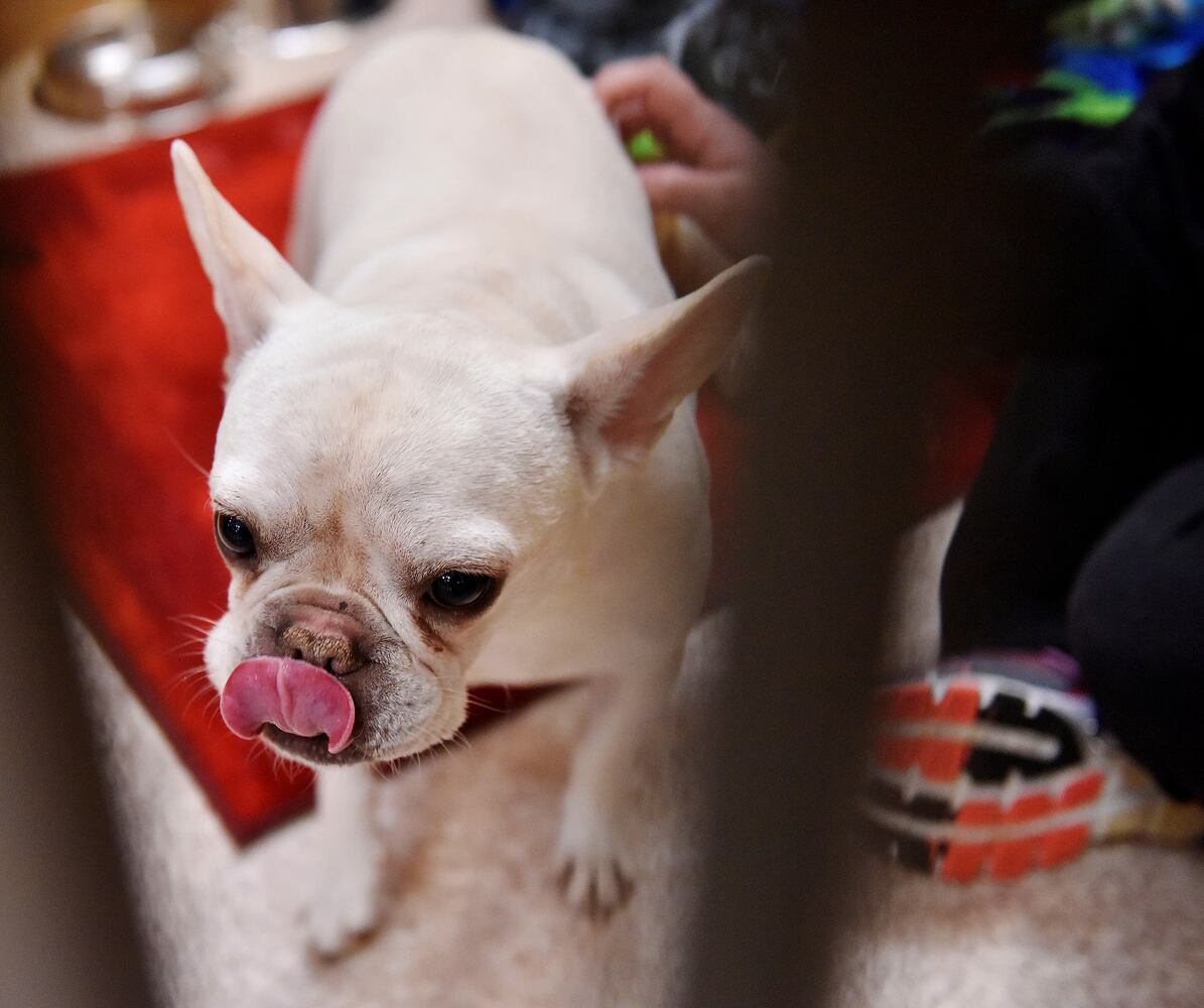 West Chester Pet Resort