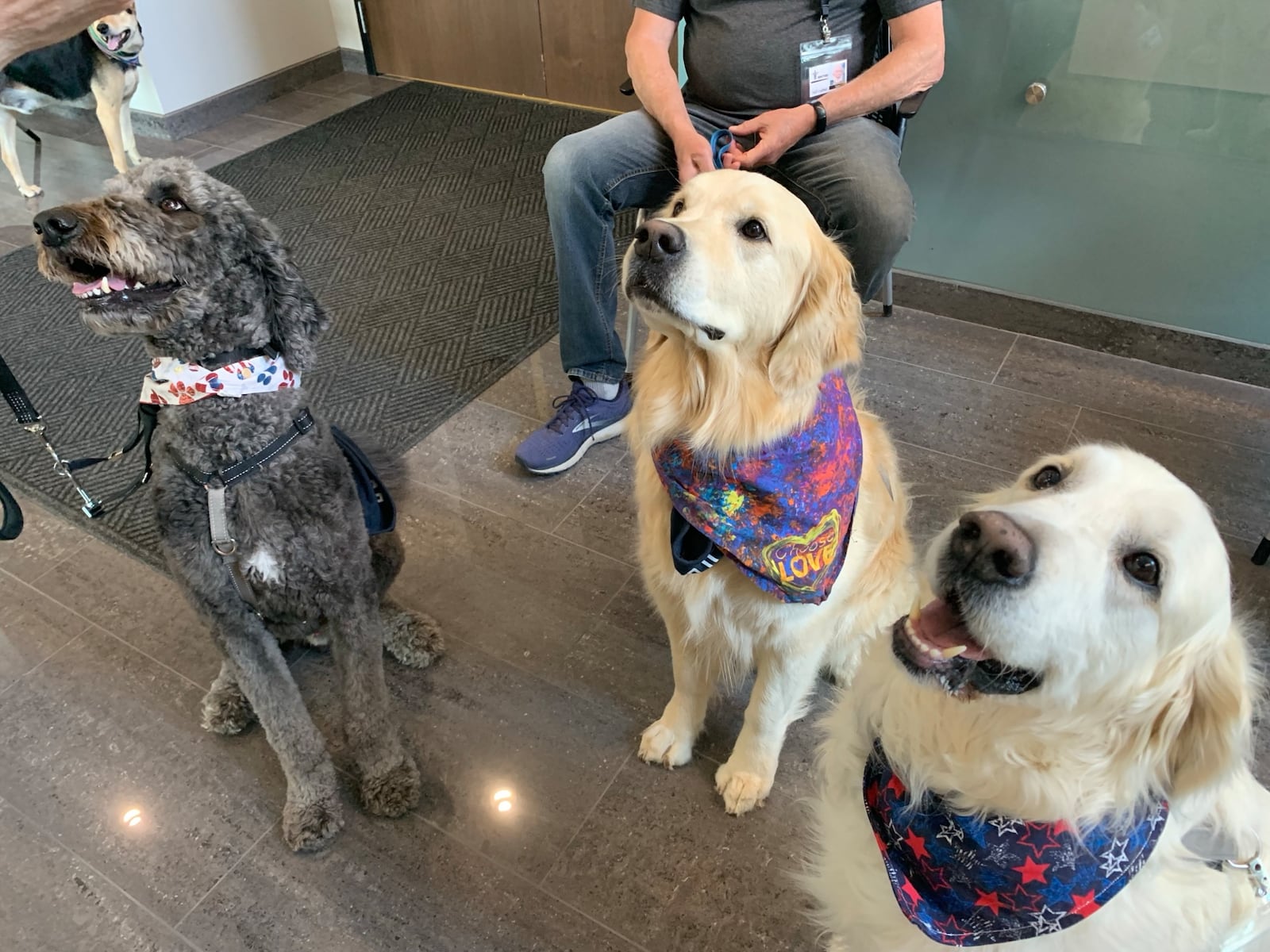 Therapy dogs (from left) Morpheus, Banks, and Whittaker take a break for treats at Missing Persons Day at Wright State University, Saturday May 17, 2025. LONDON BISHOP/STAFF