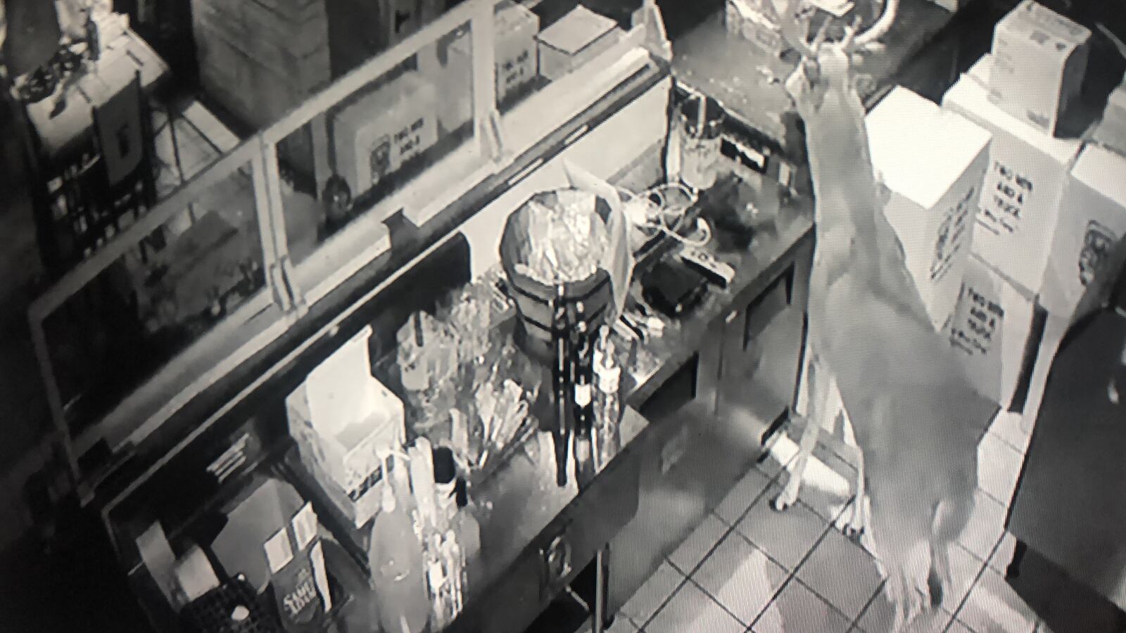 A buck smashed through the storefront window of Texas Beef & Cattle on West Third Street in the Wright Dunbar business district. CONTRIBUTED