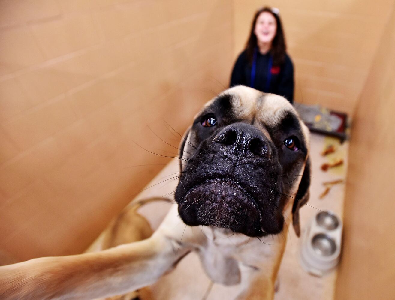 West Chester Pet Resort