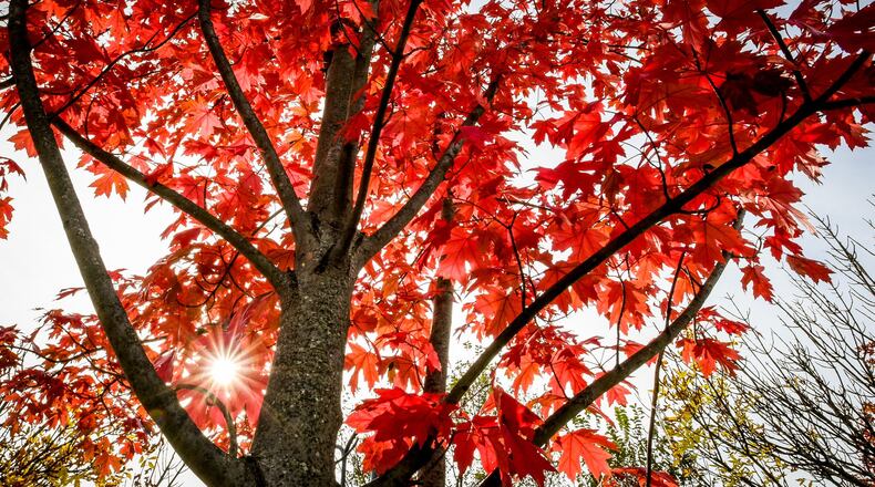 A proposed Oxford ordinance would require trees removed to be replaced and would set a cost to be paid into a tree fund for any tree that could not be replaced. NICK GRAHAM/STAFF