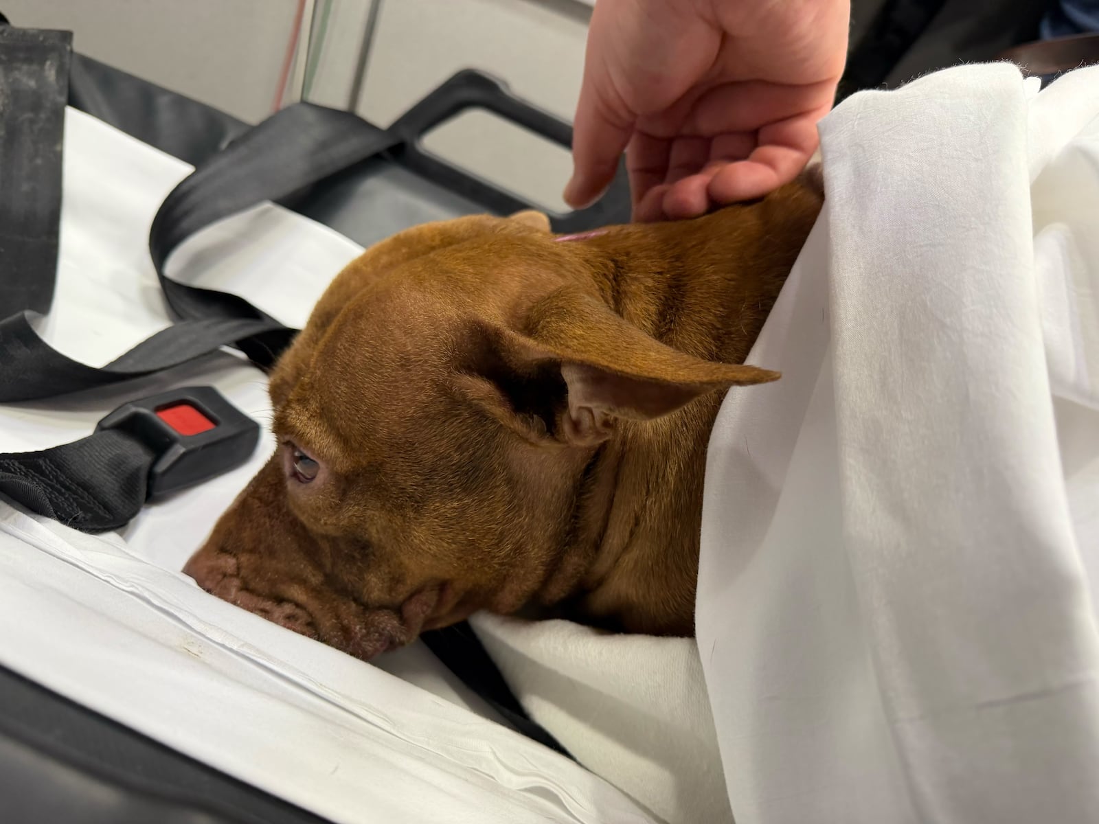 An apparent stray puppy, named "Sausage" by fire personnel, was rescued by Middletown ice rescue crews Thursday afternoon. CONTRIBUTED/MIDDLETOWN FIRE DEPARTMENT