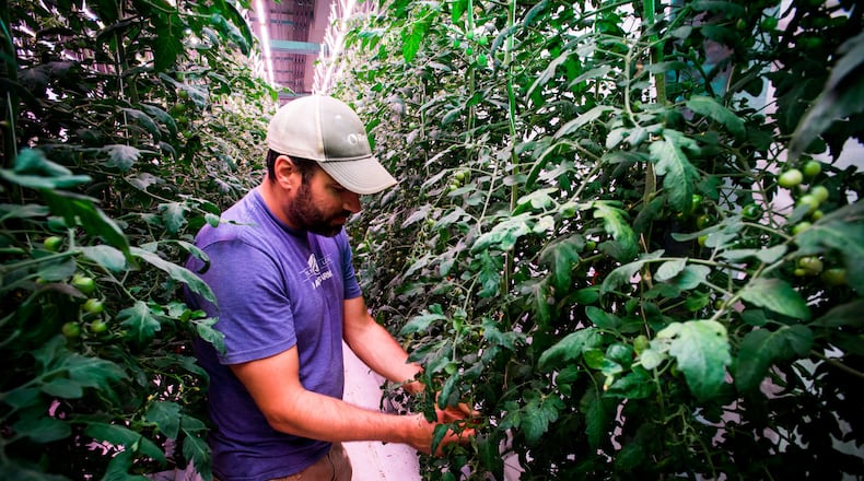 Head grower Robert Norris walks through rows of tomato plants at 80 Acres Farms that is now operating in downtown Hamilton. They purchased the former Miami Motor Car Co. building on S. 2nd Street in February 2017 and have renovated it to create an indoor farm facility. The special pink colored lighting is controlled by a timer for optimal growing conditions. NICK GRAHAM/STAFF