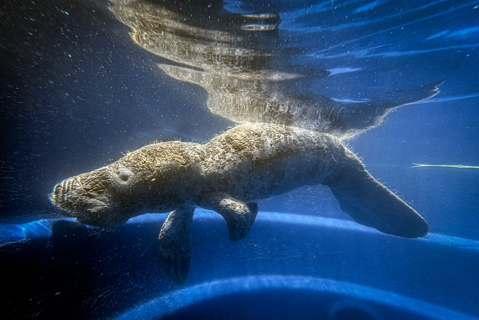 Coral, a rescued manatee, swims in a pool at the Bicho d'Agua project facilities in Castanhal, Brazil, Sunday, March 23, 2025. (AP Photo/Jorge Saenz)