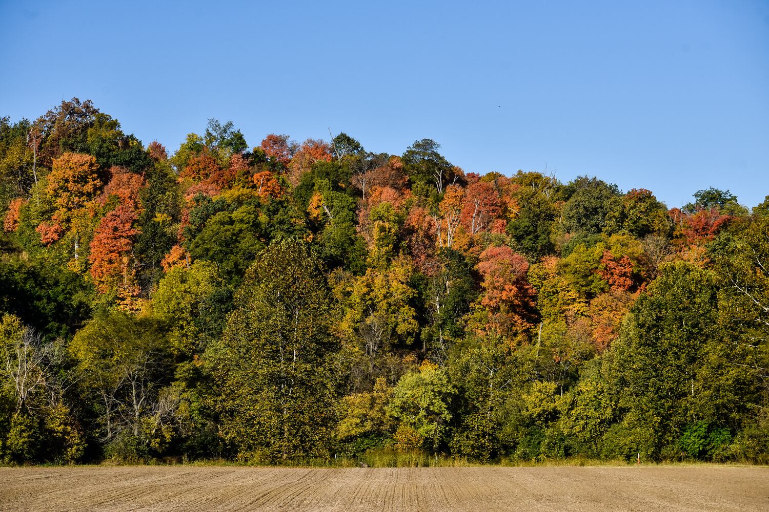 Fall colors October 2020