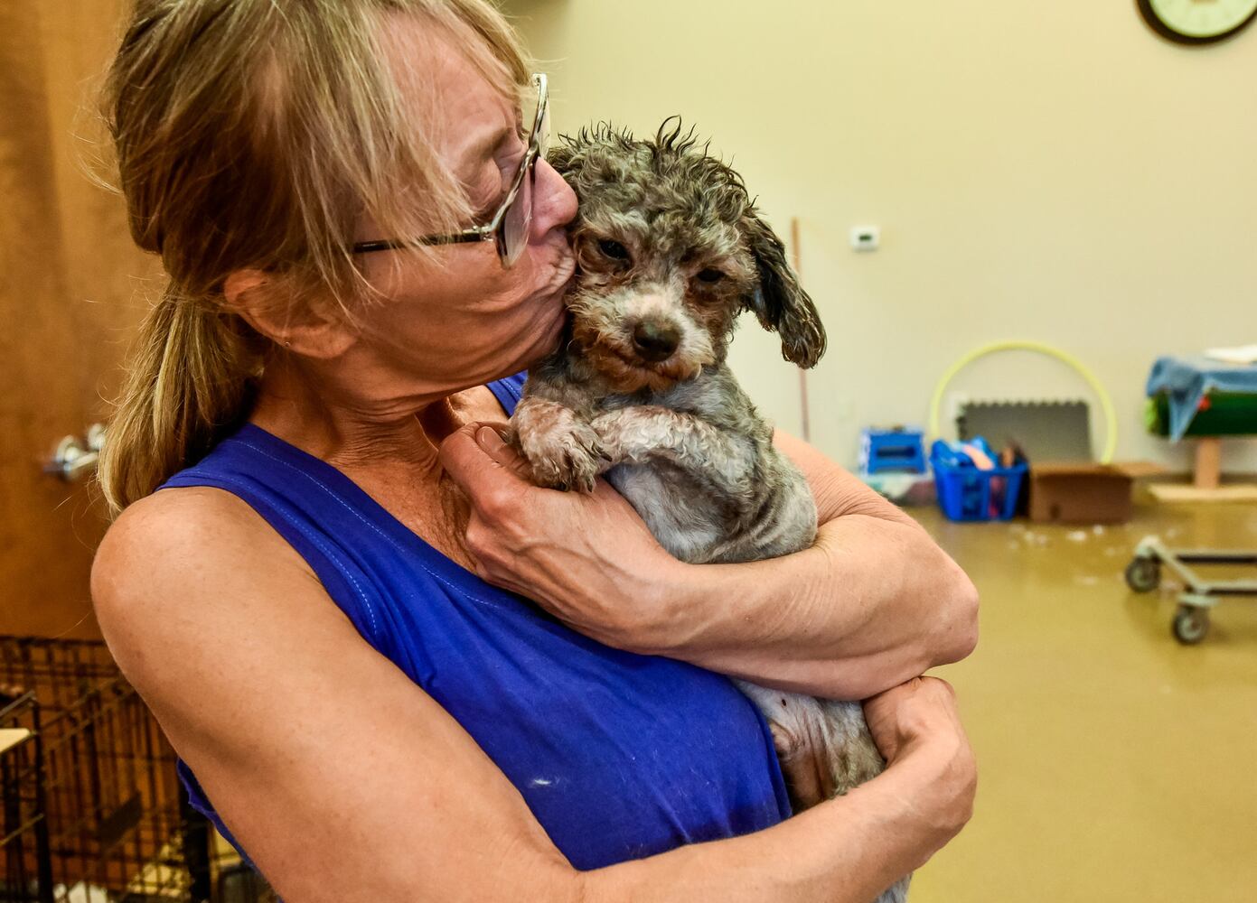 Humane Society of Warren County caring for 111 rescued poodles