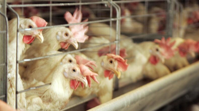 There have been more than 4.1 million cases of Highly Pathogenic Avian Influenza already this year in Ohio involving commercial poultry — all in Darke and Mercer counties, according to the U.S. and Ohio departments of agriculture. STAFF FILE