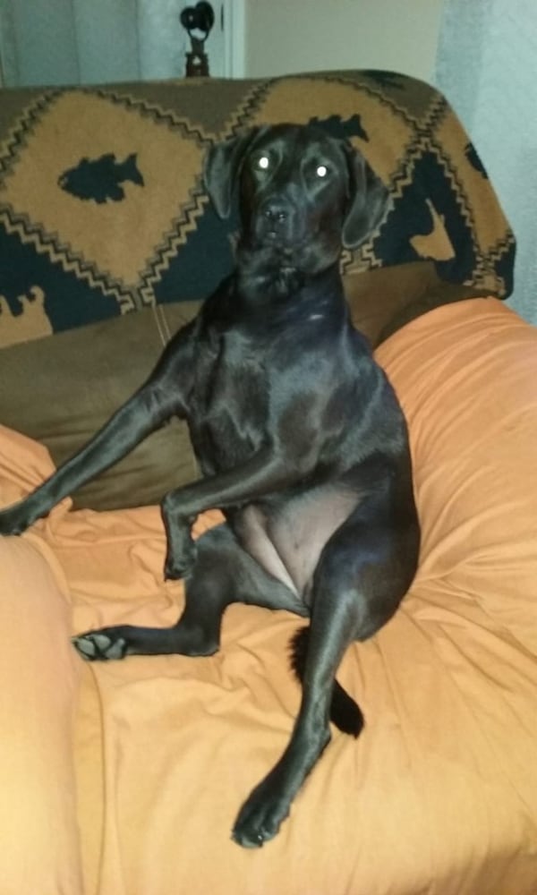 PHOTOS Readers respond to National Black Dog day post with pictures of their pets.