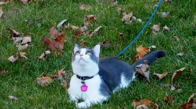 Pip looking for birds. KARIN SPICER