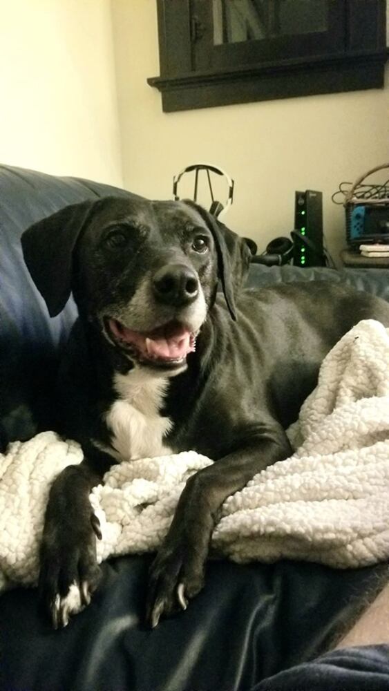 PHOTOS Readers respond to National Black Dog day post with pictures of their pets.