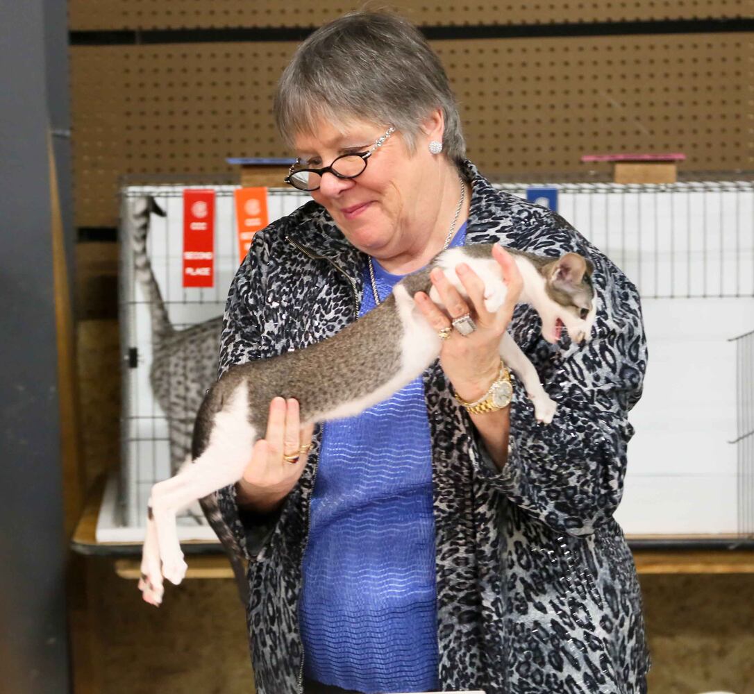 Cat Show at Butler County Fairgrounds