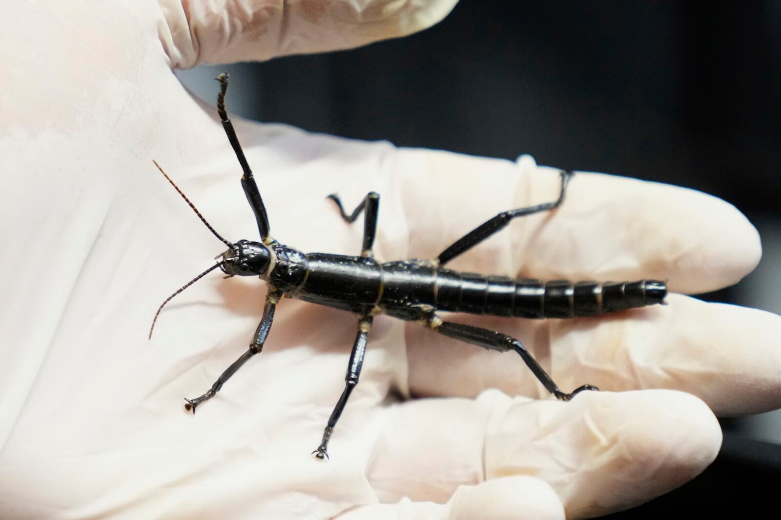 An expert keeper displays a critically endangered Lord Howe Island stick insect, nicknamed "tree lobster," at the zoo in Prague, Czech Republic, Tuesday, April 8, 2025. (AP Photo/Petr David Josek)