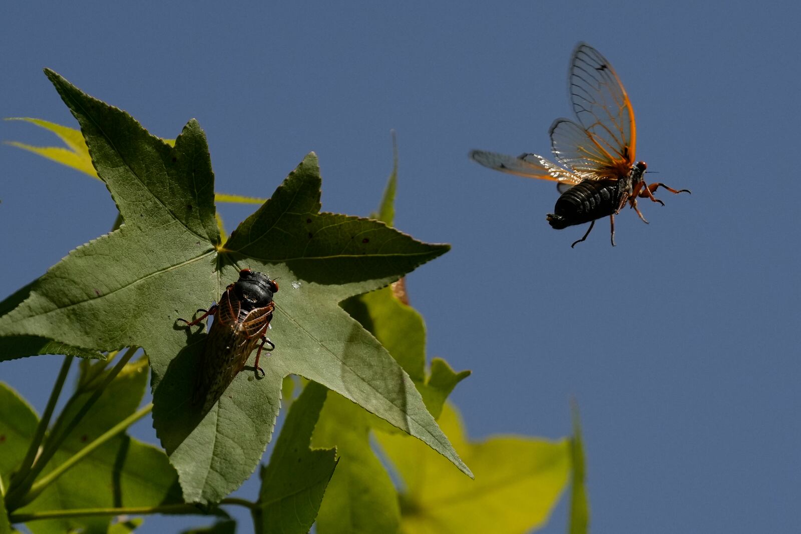 A periodical cicada flies from a branch of an American Sweetgum tree in the Valley View Nature Preserve, Monday, May 26, 2025, in Milford, Ohio. (AP Photo/Carolyn Kaster)