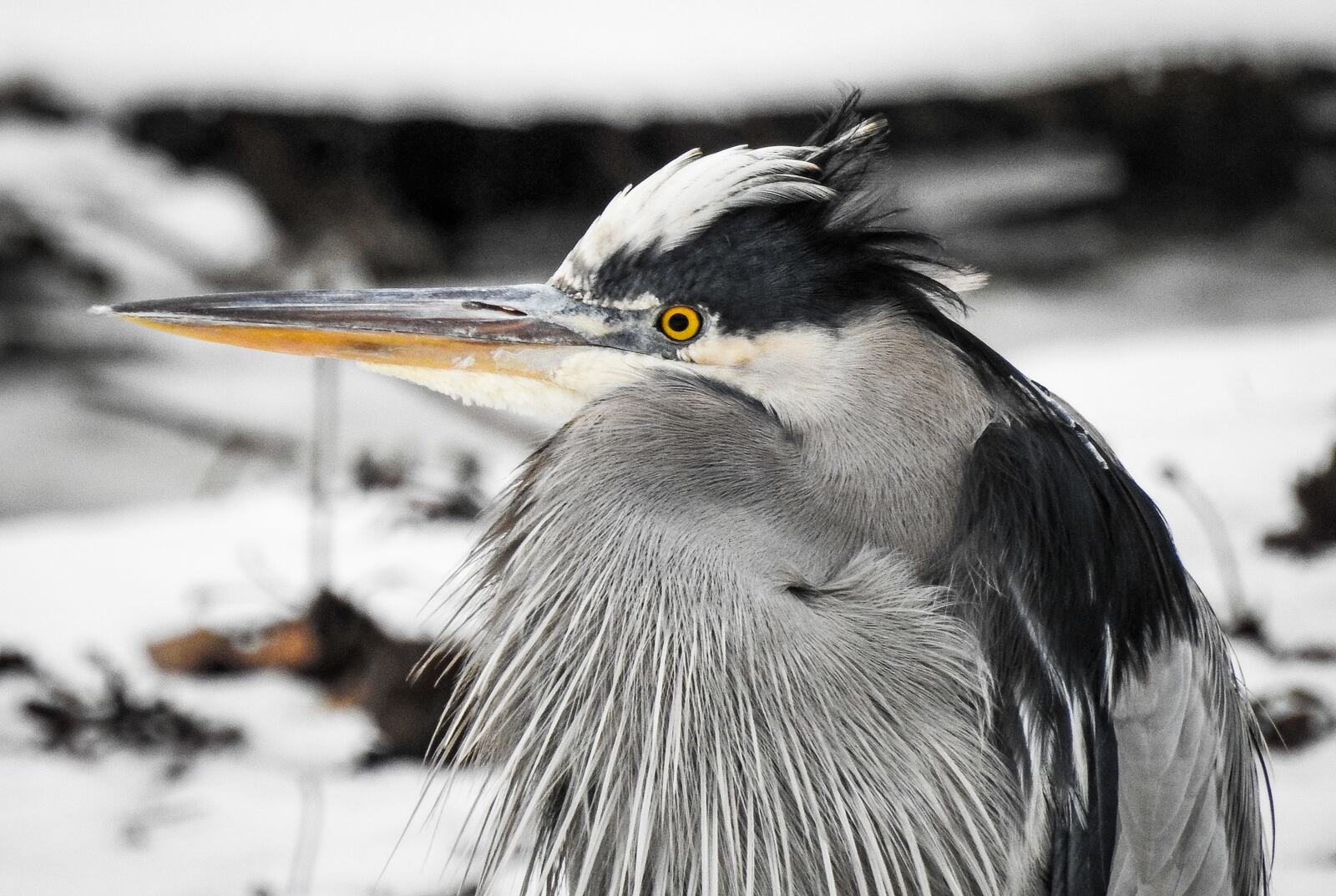 A great blue heron stands on a tree branch along the Great Miami River at Combs Park Monday, Jan. 8 in Hamilton. NICK GRAHAM/STAFF