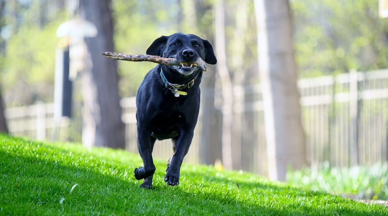 Teddy is playing fetch. CONRTIBUTED