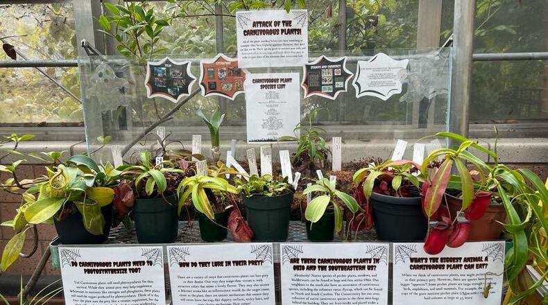 A special Halloween exhibit featuring 21 species of carnivorous plants is on display through mid-November at The Conservatory at Miami University Hamilton. This spooky assortment of plants hail from across the globe, including species resident to faraway lands as well as those native to the United States. CONTRIBUTED