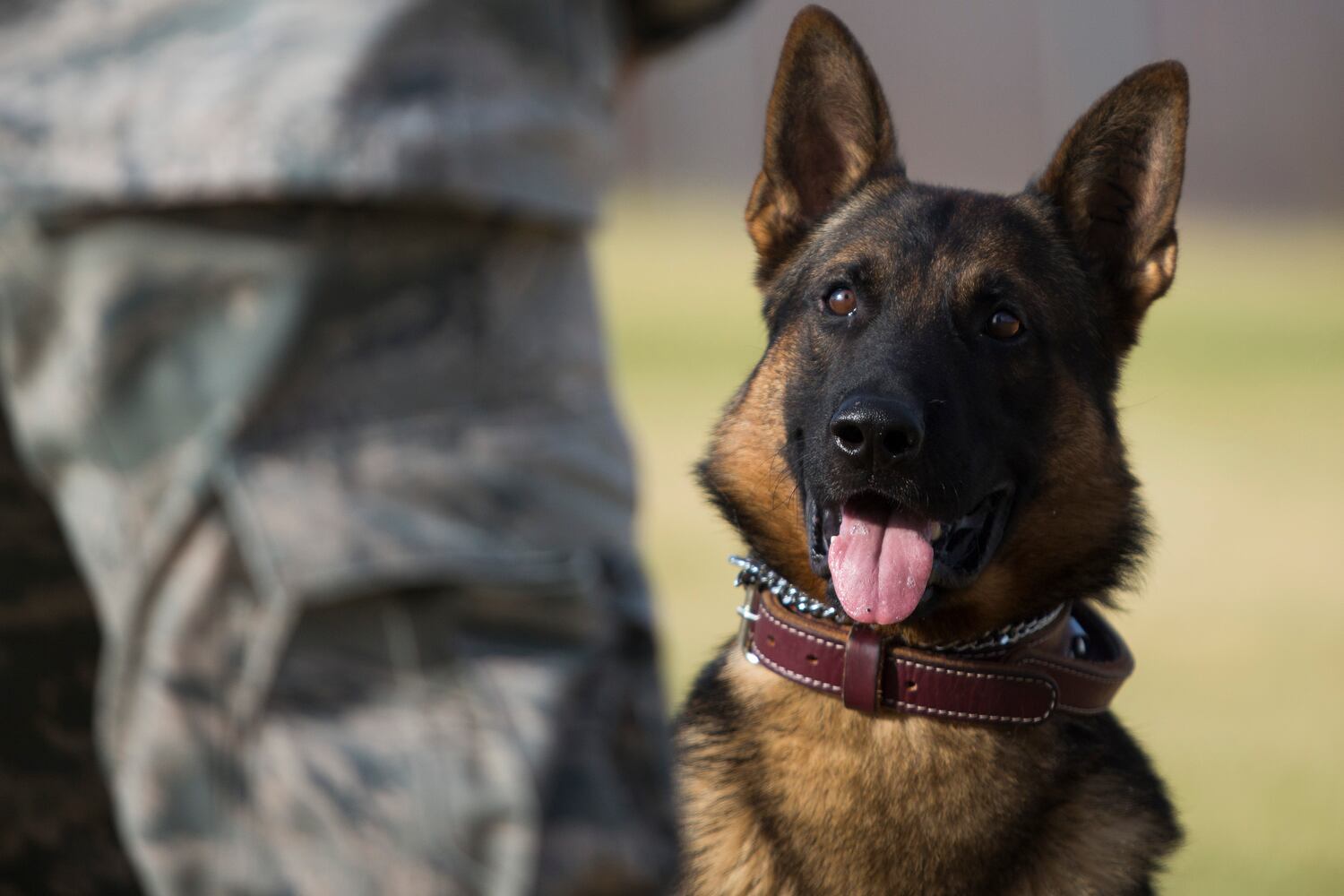 News hounds (7/9/15)