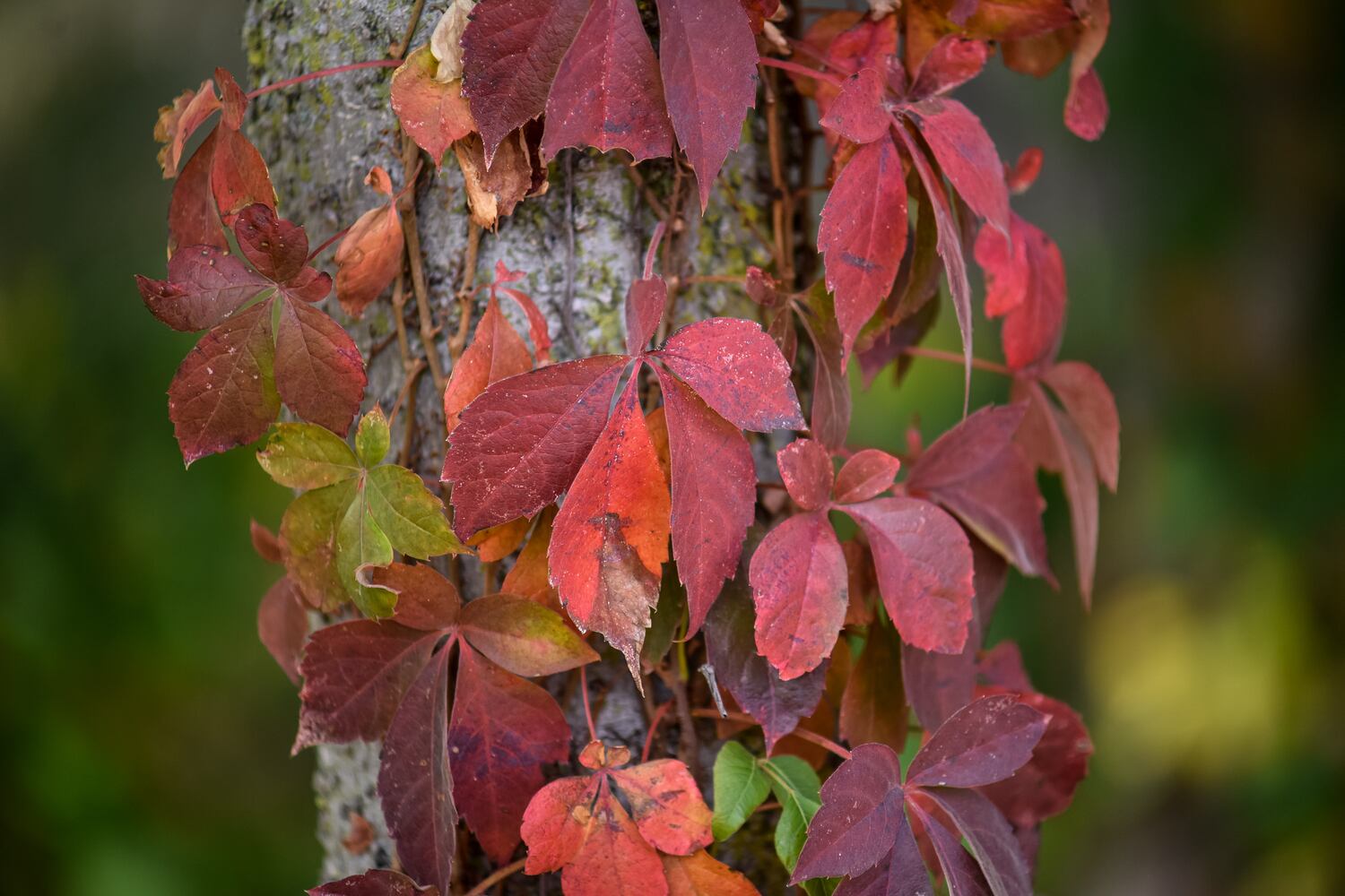 Fall colors October 2020