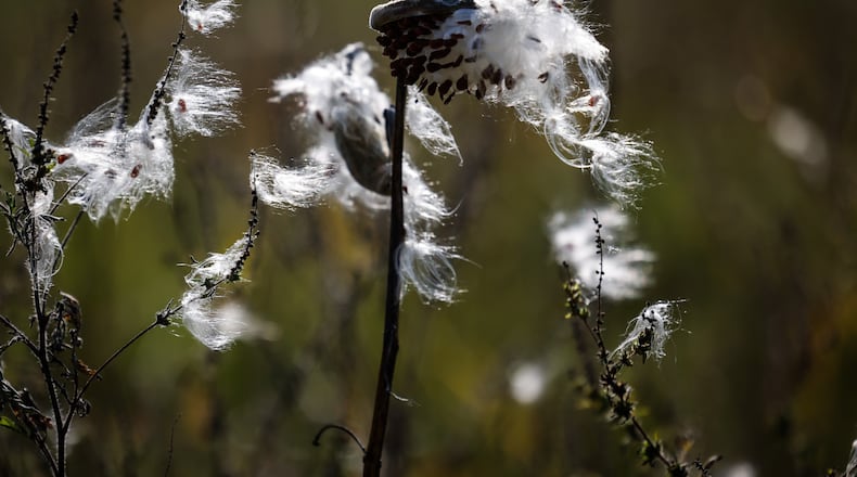 Milkweed plant sends it's seeds into the cool autumn air at Germantown MetroPark. JIM NOELKER/STAFF