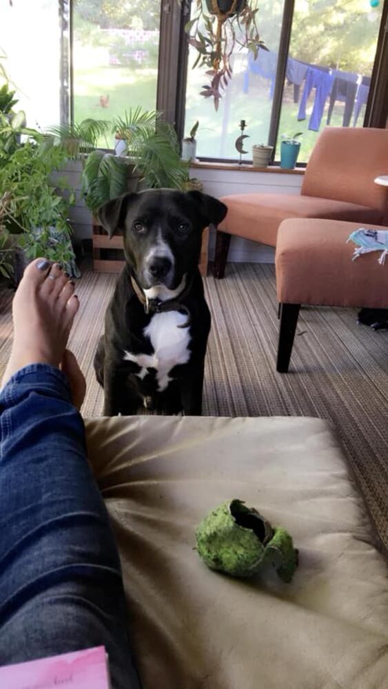 PHOTOS Readers respond to National Black Dog day post with pictures of their pets.