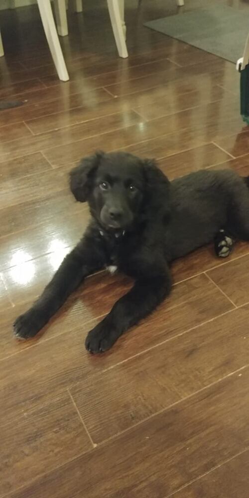 PHOTOS Readers respond to National Black Dog day post with pictures of their pets.
