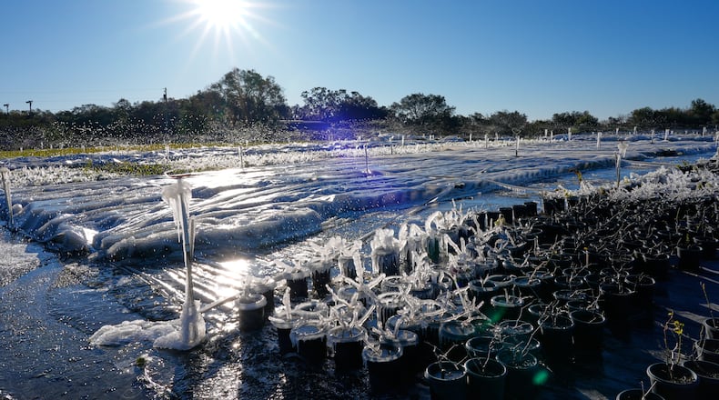 As temperatures dipped below freezing, sprinklers spray water over frost sensitive plants covering them with ice to insulate them from the cold at DeWar Nurseries Sunday, Feb. 1, 2026, in Apopka, Fla. (AP Photo/John Raoux)