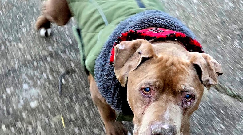 FILE - This image provided by Amanda Hergenreder shows a dog she named Biggby walking in Millington, Mich., Dec. 18, 2024. (Amanda Hergenreder via AP, File)