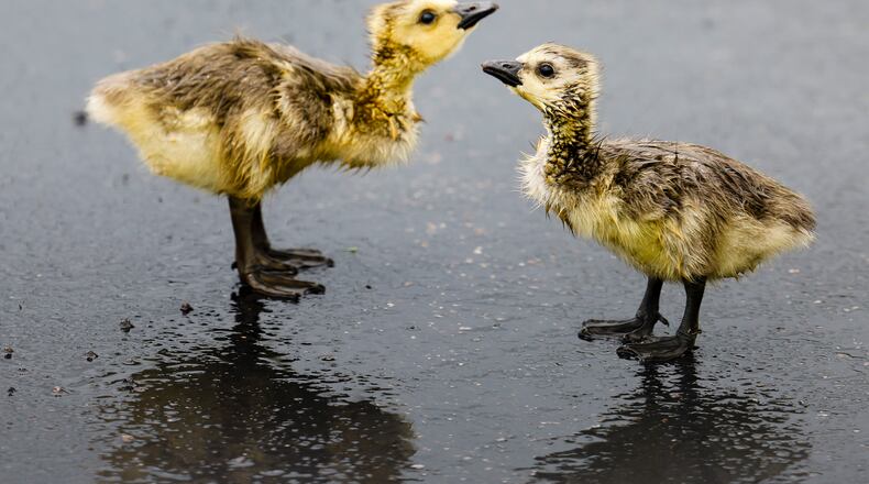 Two goslings wander in the rain in a parking lot in West Chester Township Monday, April 25, 2022. NICK GRAHAM/STAFF