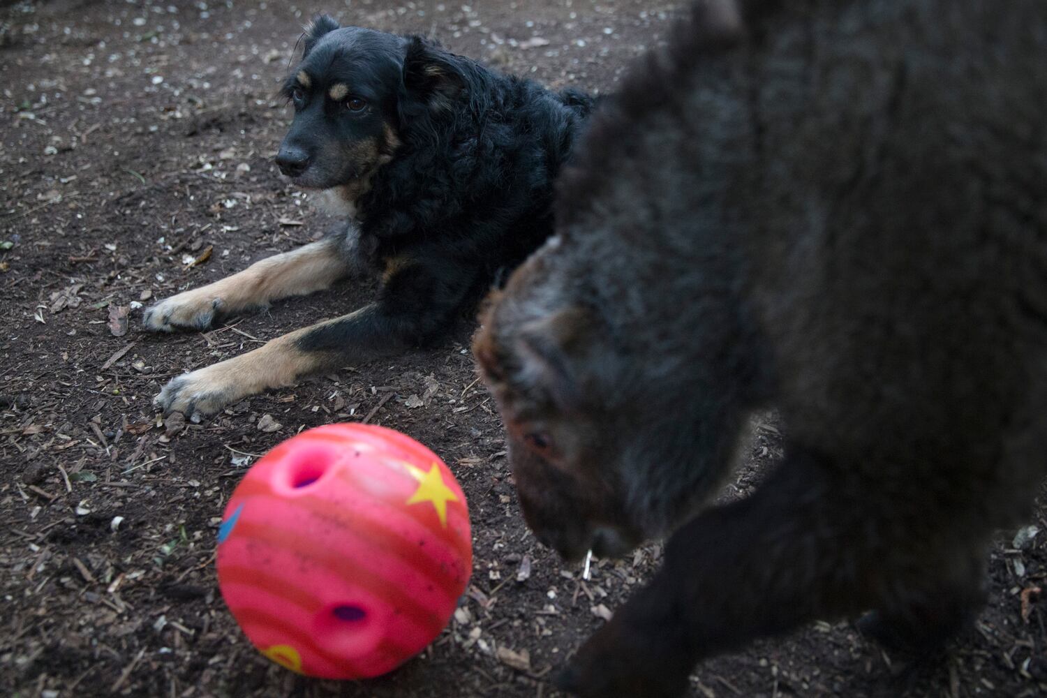 News hounds (7/30/15)