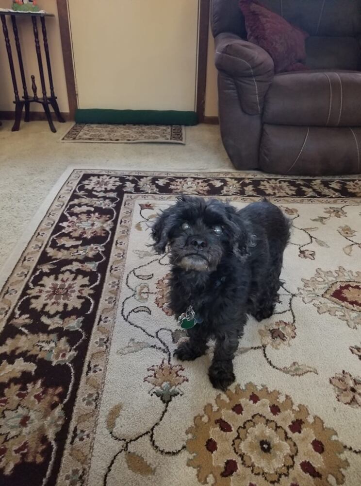 PHOTOS Readers respond to National Black Dog day post with pictures of their pets.