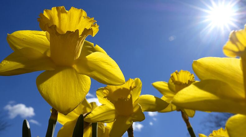 Early, mid, and late season daffodils should be planted in the fall and will bloom in the spring. Bill Lackey/Staff