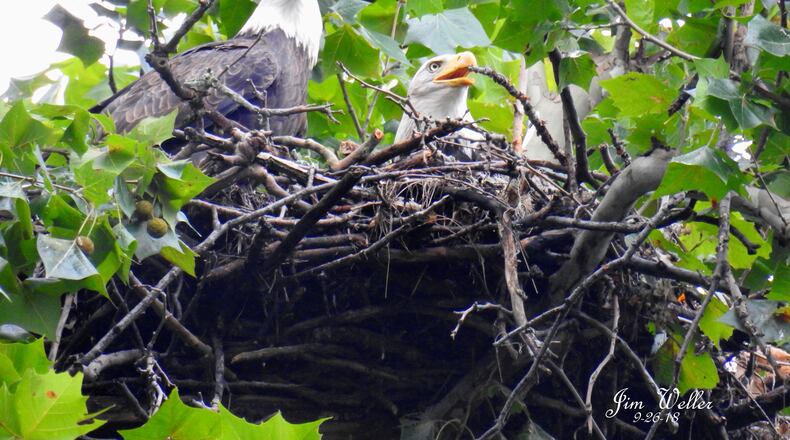 Orv and Willa, Carillon Historical Park's resident bald eagles, photographed in 2018. The pair have an egg in the nest for 2021, observers say. This will be the fourth season the pair have nested in the park. Photo by Jim Weller
