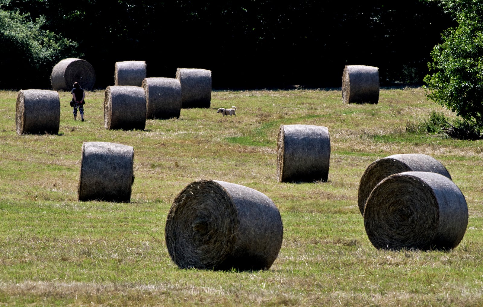 A woman walks her dog on a field with straw bales in Frankfurt, Germany, Friday, June 20, 2025. (AP Photo/Michael Probst)