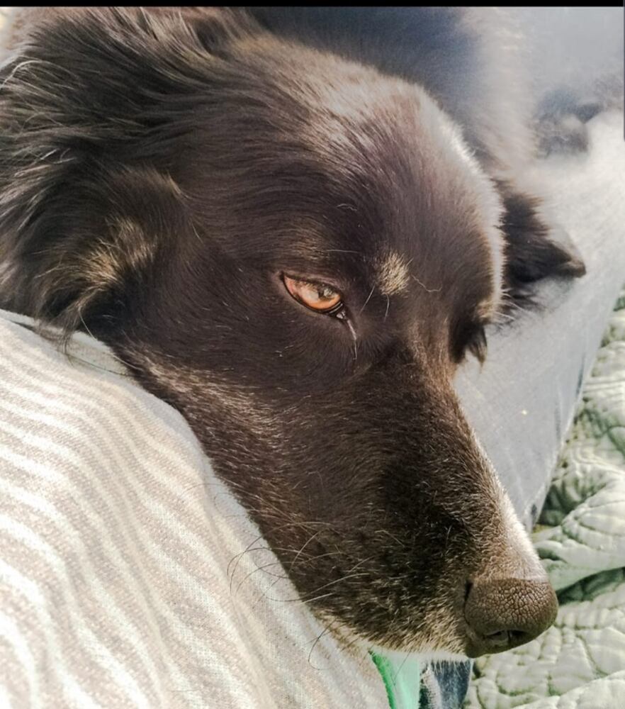 PHOTOS Readers respond to National Black Dog day post with pictures of their pets.