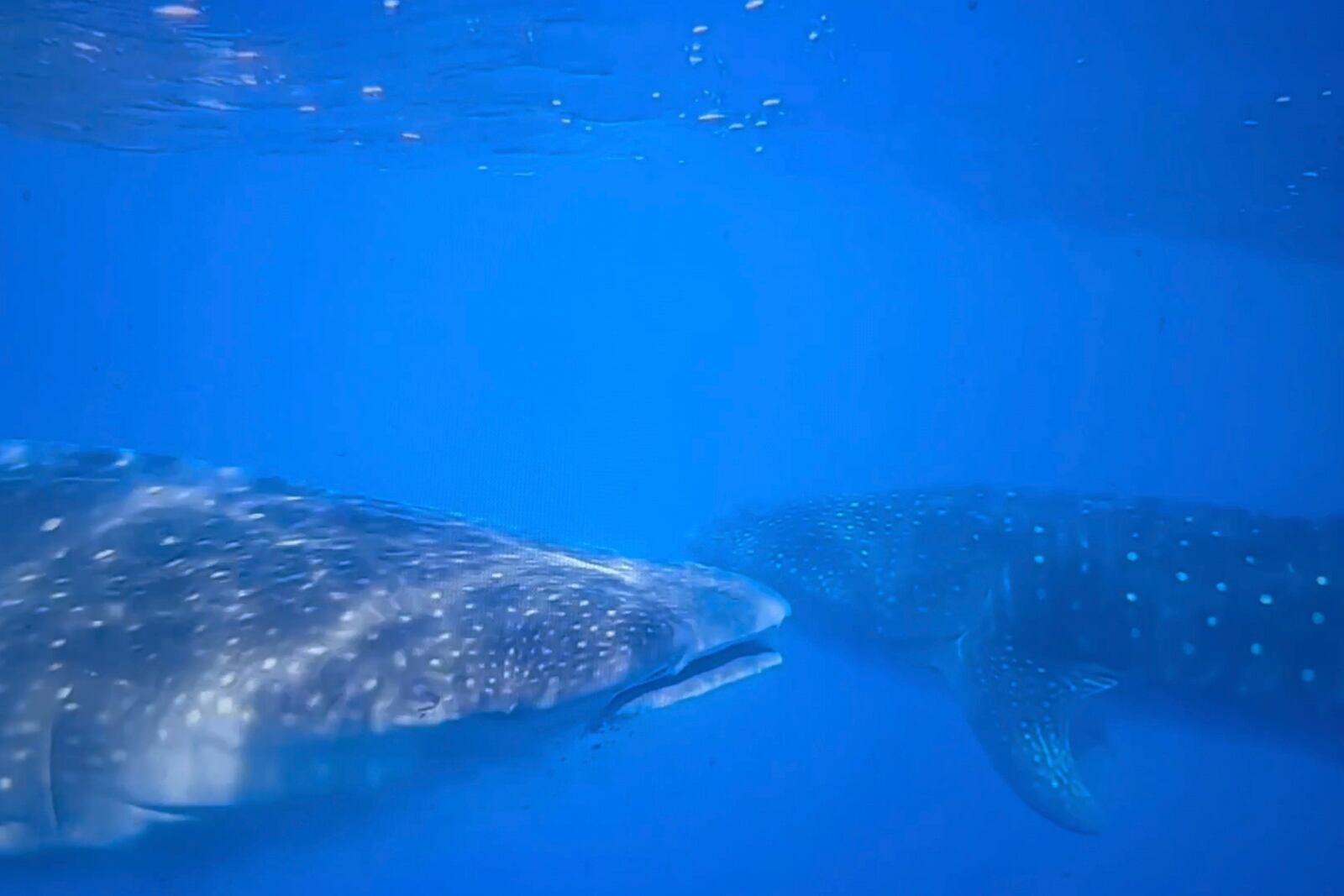 In this image from video, whale sharks swim near each other off the coast of St. Helena in the South Atlantic Ocean on Feb. 25, 2025. (AP Photo/Maria Cheng)